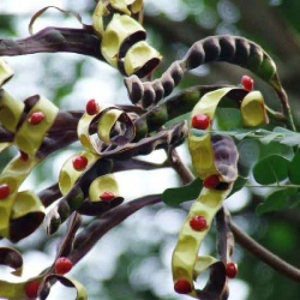 Ratan Gunj, Adenanthera Pavonina Plant